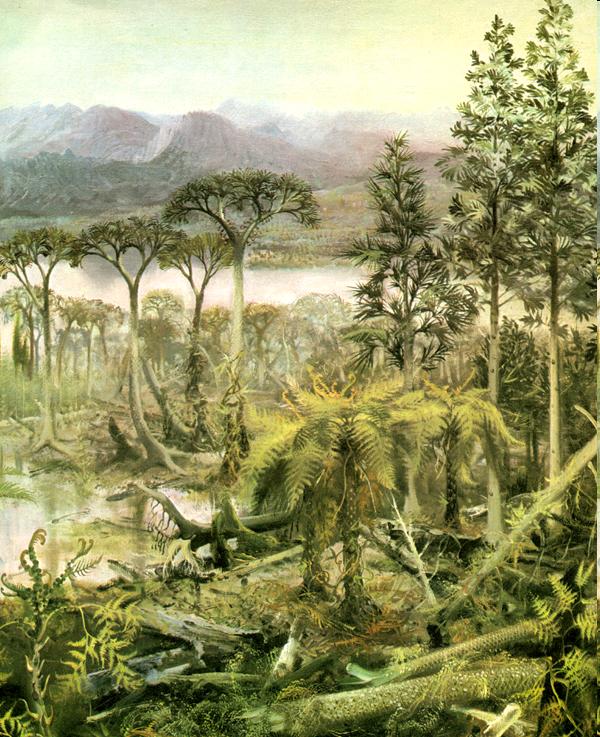 LYCOPHYTA Foresta del carbonifero, cara:erizzata da
