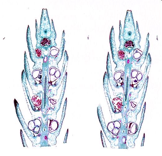 Selaginelle Gli sporofilli possono essere riuni7 in coni apicali simili a quelli dei licopodi e presentano: LYCOPHYTA macrosporangi che contengono da 1 a 4 macrospore femminili microsporangi con un