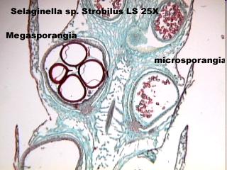 Questo resta contenuto entro la parete della microspora, da cui usciranno infine gli spermatozoidi (game7 maschili) biflagella7.