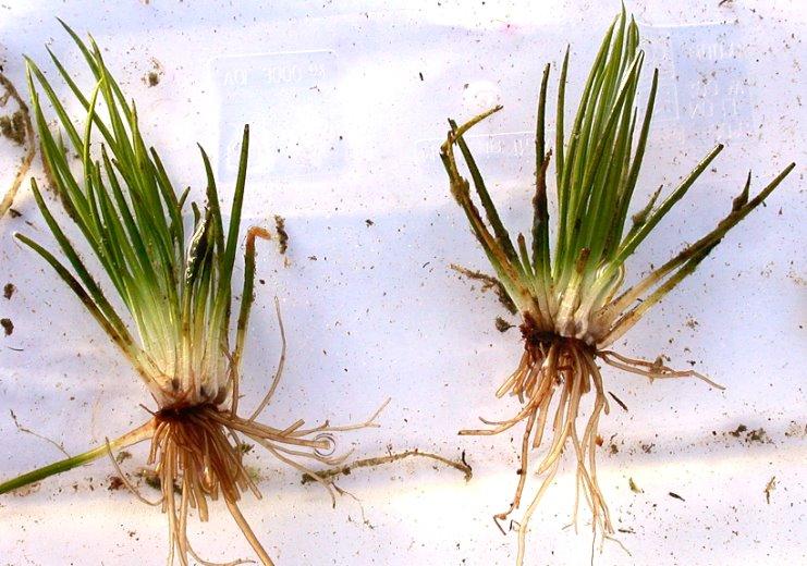 Isoe: LYCOPHYTA Gli isoe7 (Isoetales) hanno un piccolo fusto semiso:erraneo a tubero che porta poche foglie di aspe:o lineare, le più