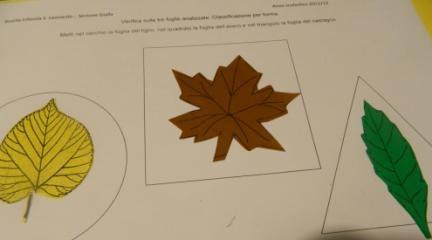 Verifica degli apprendimenti Verifica sulle tre foglie analizzate: Riconoscimento della forma delle tre foglie attraverso