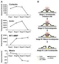 A) Valutazione dei livelli di cortactina, actina ed MT1-MMP9 e grado di degradazione della matrice extracellulare per ogni stadio di formazione degli invadopodi.