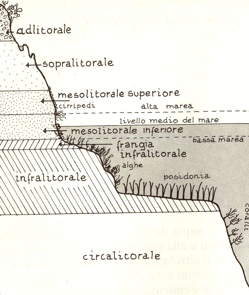 Effetti sulle biocenosi popolazioni di gasteropodi (Littorina neritoides) cirripedi (Chthamalus stellatus) e granchio corridore (Pachygrapsus marmoratus) NON ALTERATE mesolitorale