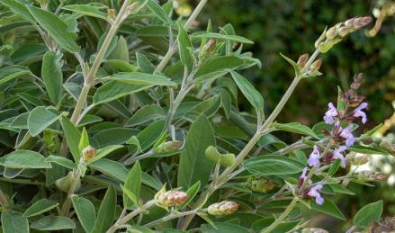 Salvia Nome botanico: Salvia officinalis L. Famiglia: Labiatae Il nome deriva dall aggettivo latino salvus, che significa sano, godere di buona salute.