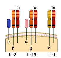 Recettore IL-4 Recettore per citochine di tipo I: trasduzione Jak/STAT