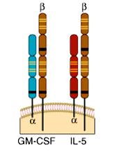 Recettore IL-5 Recettore per citochine di tipo I: trasduzione Jak/STAT Costituito da 2 polipeptidi: - Catena α (IL-5Rα) - Catena β c