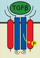 Recettore TGF-β Recettori della famiglia TGF-β: - trasduzione serina/treonina