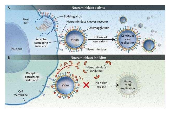ESEMPI: Farmaci anti virus influenza Si usano essenzialmente inibitori della neuraminidasi zanamivir