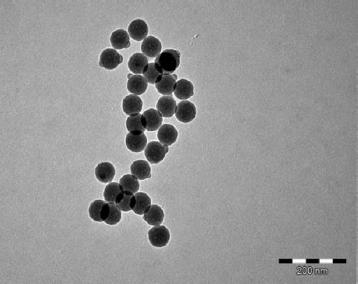 lung adenocarcinoma cells after incubation with nanoparticles with (left) and