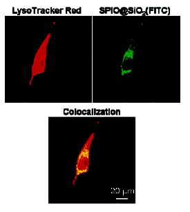 entrapping 10-nm Fe 3 4 nanoparticles B A) Fluorescence microscope images