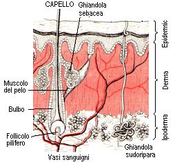 Cheratinociti Unità funzionale dell epidermide Strato basale Strato spinoso