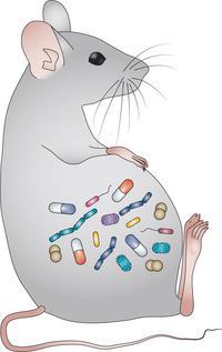 Phyla Proteobacteria a T0 OB NW j