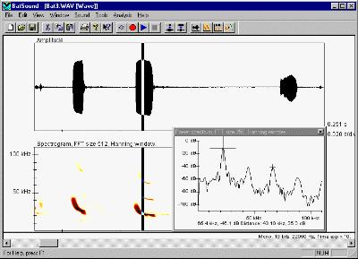 (ca. 20 khz), cioè nella gamma degli ultrasuoni Attraverso l utilizzo di bat detector è possibile convertire segnali ultrasonori emessi