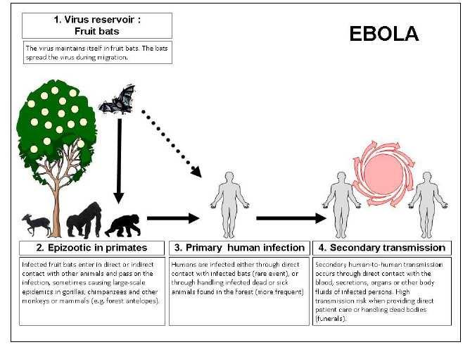 Malattia da Virus Ebola La febbre emorragica da virus Ebola è una malattia zoonotica Nell uomo è il risultato di una infezione accidentale da parte del virus