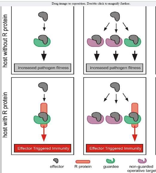 Resistenza non ospite: guard hypothesis uno o più effettori del potenziale patogeno potrebbero essere