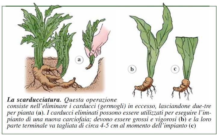 Schema