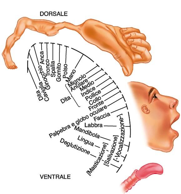 GIRO PRECENTRALE Organizzazione somatotopica del giro precentrale Homunculus motorio: le parti del corpo che sono coinvolte nei movimenti fini occupano uno spazio corticale maggiore Parti mediali: