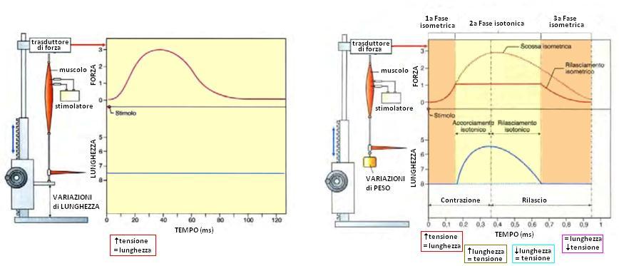 Contrazione isometrica: studia lo sviluppo di forza nel tempo rispetto ad una data lunghezza della