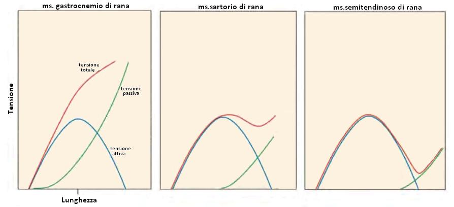 LA TENSIONE PASSIVA DIPENDE DALLE COMPONENTI ELASTICHE DEL MUSCOLO E DA PROTEINE SPECIFICHE QUALI LA TITINA Curve lunghezza/tensione in ms.