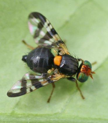 MOSCA DEL CILIEGIO: BIOLOGIA L adulto della mosca del ciliegio (Rhagoletis cerasi) è lungo 5-6 mm e presenta caratteristiche ali striate (foto a sinistra). A differenza di D.