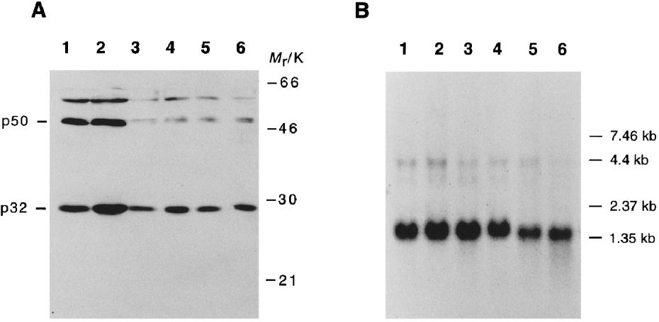 Prova a ricostruire il risultato 21 - Northern blot - Southern blot Apparenze simili: necessità di leggere e capire le legende delle figure per