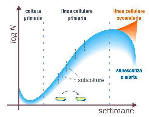 La linea cellulare secondaria è costituita da cellule che hanno la capacità di dividersi all infinito e per questo motivo la linea cellulare secondaria viene considerata come immortalizzata.