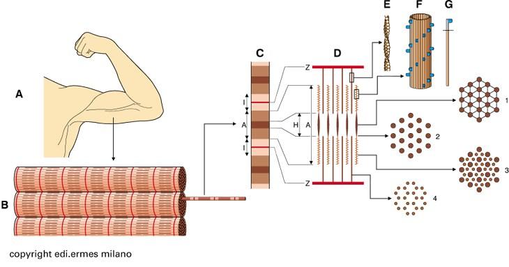 Organizzazione del muscolo scheletrico A. Muscolo tricipite E.