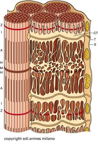 Struttura della fibra muscolare scheletrica Reticolo sarcoplasmatico: deposito di ioni Ca 2+, riveste il sarcomero.