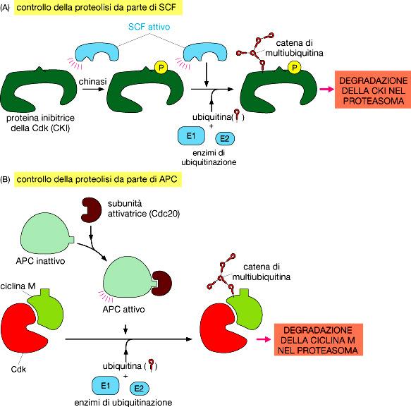 L ubiquitinazione della ciclina M