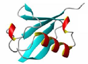 Ubiquitina molto conservata nel corso dell evoluzione, famiglia Hsp Ubiquitinazione è processo reversibile: E3 e DUB Regolazione del catabolismo delle proteine a breve emivita (poliubiquitinazione)