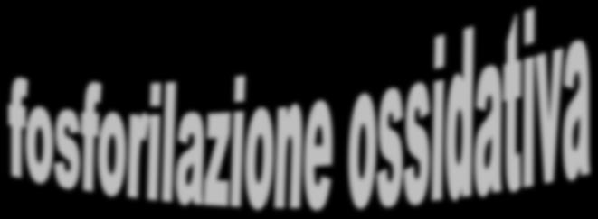 Trasformazione di energia potenziale di riduzione in energia libera di fosforilazione Un uomo adulto produce in media abbastanza energia