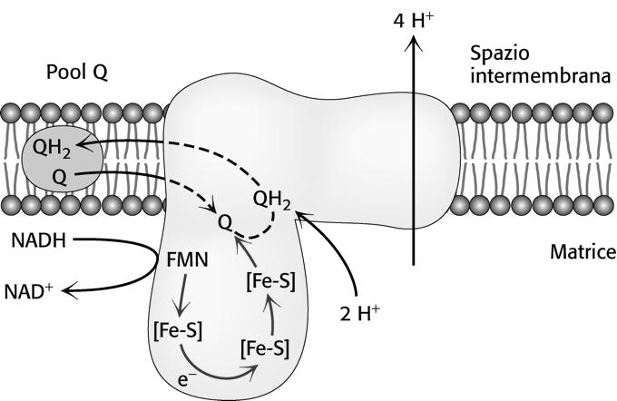 NADH + H + FMN Fe 2+ S CoQ NAD + FMNH 2 Fe 3+ S CoQH 2 Gli elettroni sono poi trasferiti al coenzima Q UBICHINONE (prodotto della reazione )