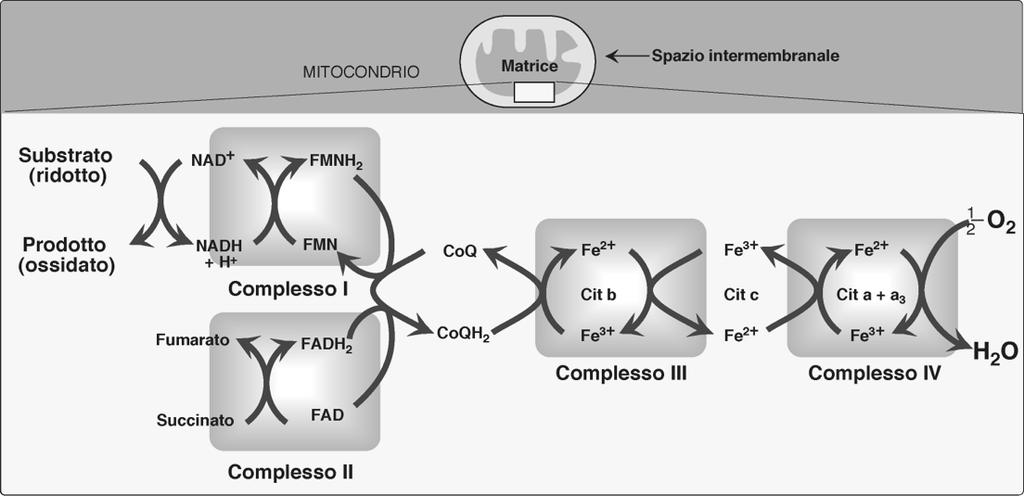 KJ/mol NADH + 11 H + N + ½ O 2 E-FADH 2