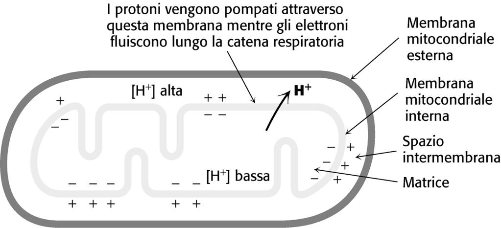 libera totale resa disponibile dall ossidazione del NADH da parte dell O 2, è rilasciata in una serie di piccoli passi,