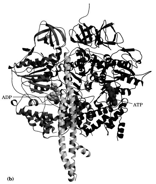 Struttura del complesso F 1 9 subunità: α 3 β