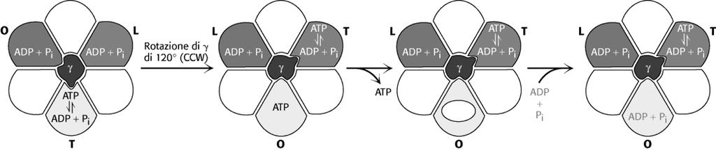 porzone Fo dell ATPsintasi Il passaggio