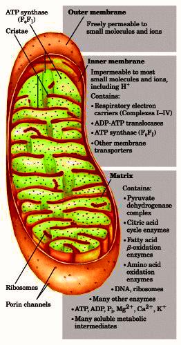 trasportatori di membrana La densità delle creste è determinata dall attività respiratoria della cellula N