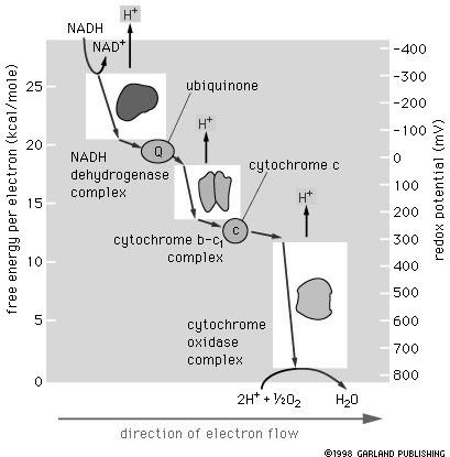 attraversando una differenza di potenziale di 1,1 Volt dalla coppia redox NADH/NAD + al