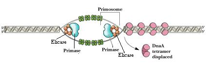 PRIMOSOMA: DNA