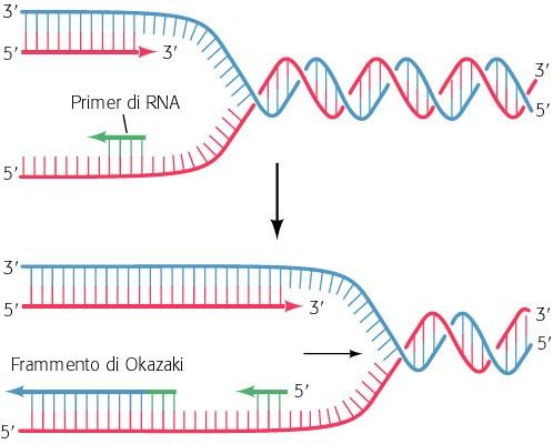 DNA