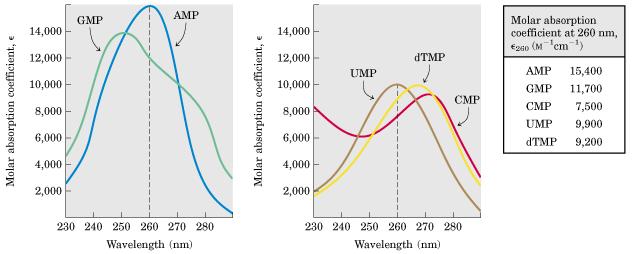 Spettri di assorbimento della luce da parte dei più comuni nucleotidi