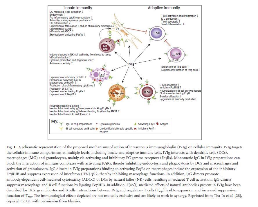 The Mystery of IVIg, The Rheumatologist, 2012 Azione immunomodulante delle IVIg J G Peter et al.