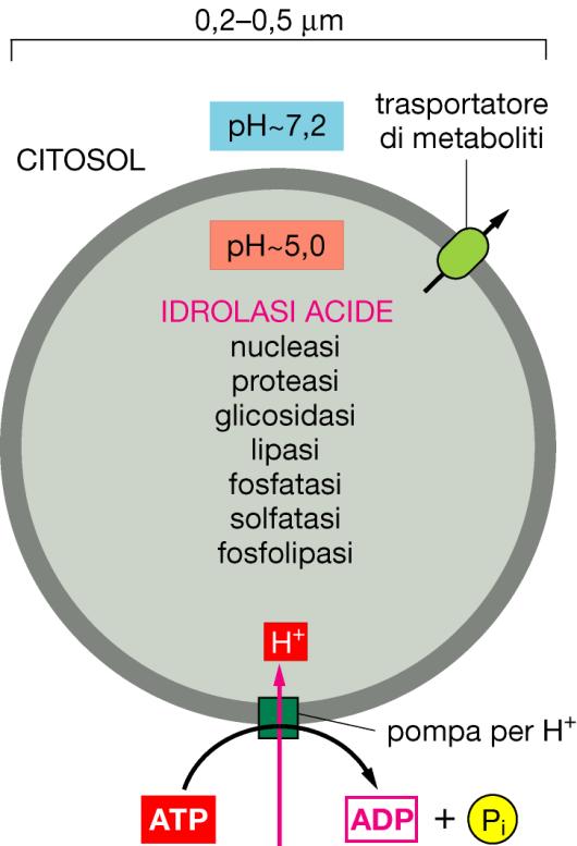 Lisosomi: organelli delimitati da membrana che contengono un insieme di enzimi idrolitici (circa 40 tipi diversi) in grado di degradare tutti tipi di polimeri biologici: proteine (proteasi), acidi