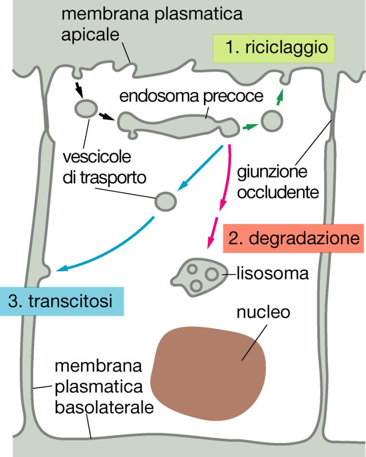 L endocitosi è il processo inverso dell esocitosi: le vescicole di endocitosi sono chiamate endosomi precoci 5 Il materiale degli endosomi precoci può avere un destino diverso: 1.