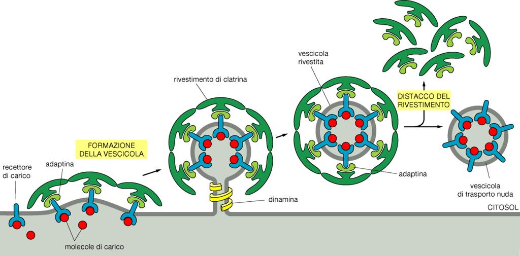 Pinocitosi La cellula può assumere in modo aspecifico goccioline di liquido con un fenomeno detto pinocitosi.