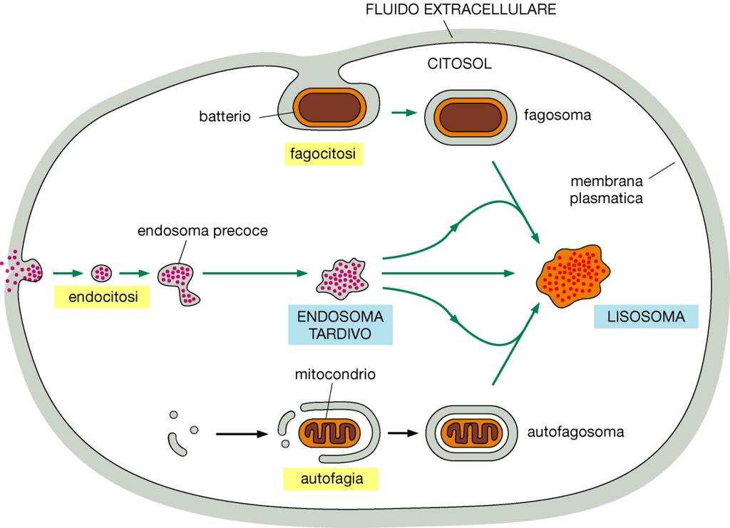 Autofagosoma (per la formazione del autofagosoma vedi parte del corso su reticolo endoplasmatico) Autofagosoma circondato da una doppia membrana e contenente un mitocondrio e un perossisoma.