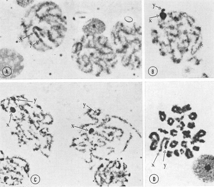 230 CAPANNA, CIVITELLI e SPAGNUOLO (zigotene), l'eterocromosoma X e foggiato ad U e ad un estremo, con una sin a psi terminale, e visibile l'y.