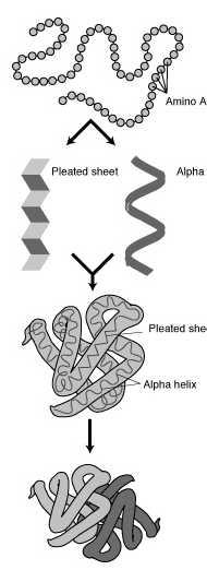 Strutture tridimensionali delle proteine La struttura tridimensionale permette alla proteina di svolgere il proprio