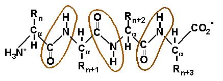 Il legame peptidico La polimerizzazione di AA viene raggiunta per eliminazione di una molecola d acqua tra il gruppo carbossilico di un AA e il