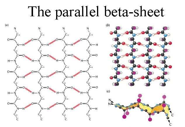 Il foglietto beta (Beta Sheet) Legami a H tra filamenti beta adiacenti